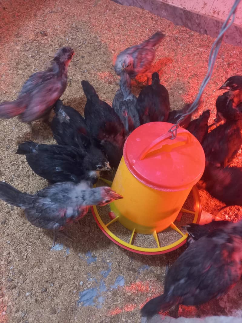 Heritage Australorp 7
