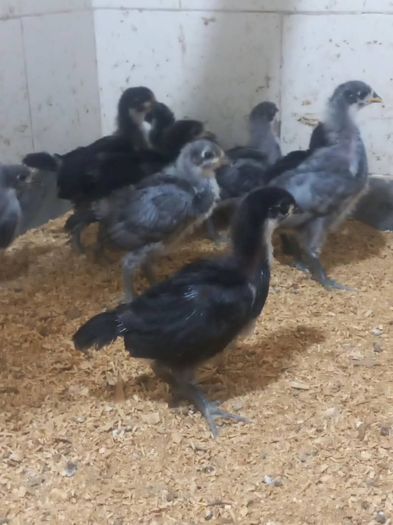 Heritage Australorp 8