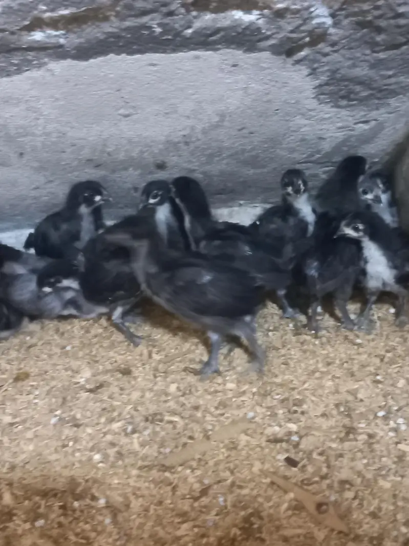Heritage Australorp — photo 10
