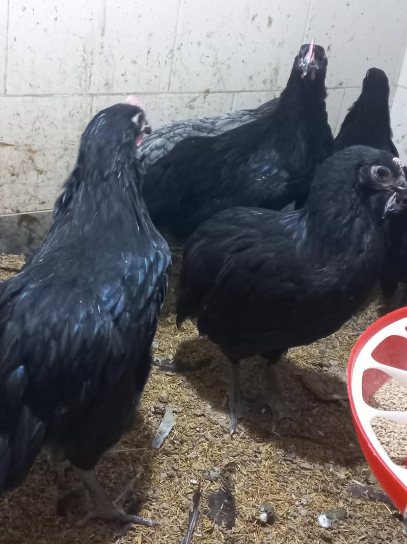 Heritage Australorp 10