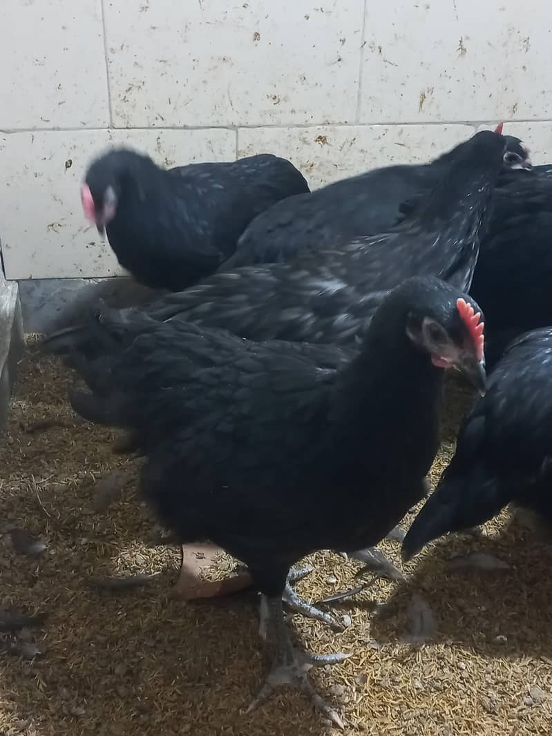 Heritage Australorp 11