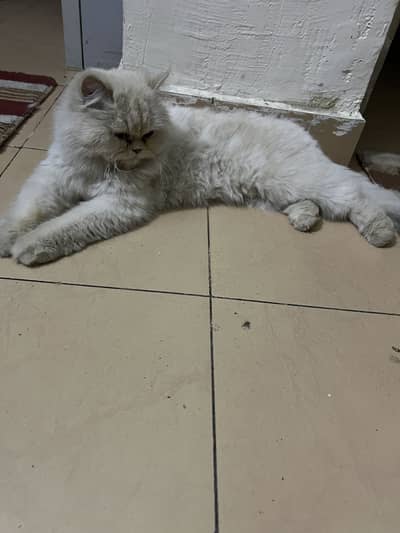 Persian cat triple coat very playfull , healthy and active