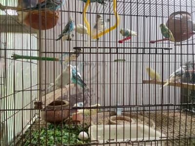 breeder budgies