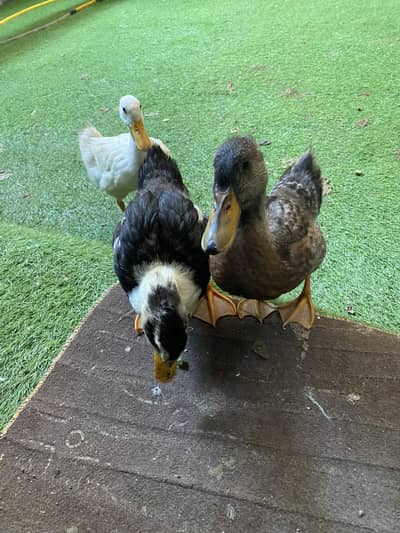 3 Beautiful Ducks