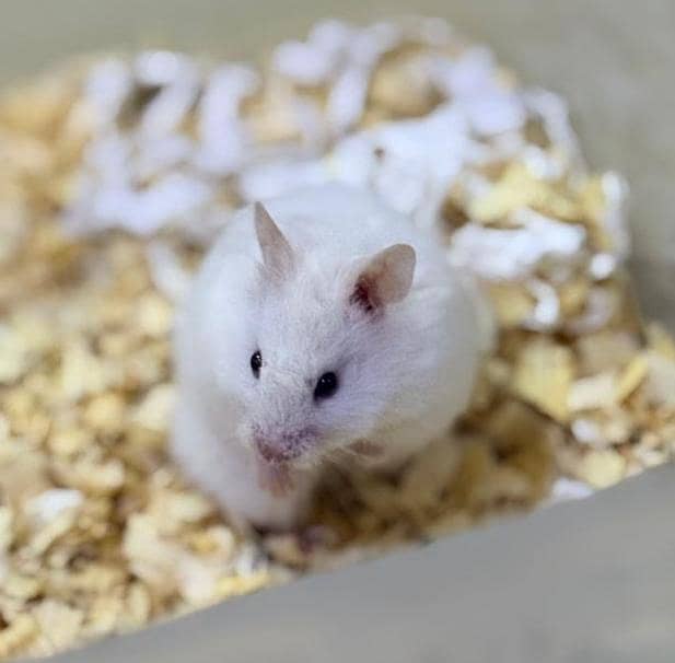 hamster pair 1
