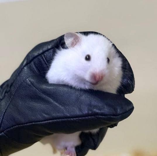 hamster pair 2