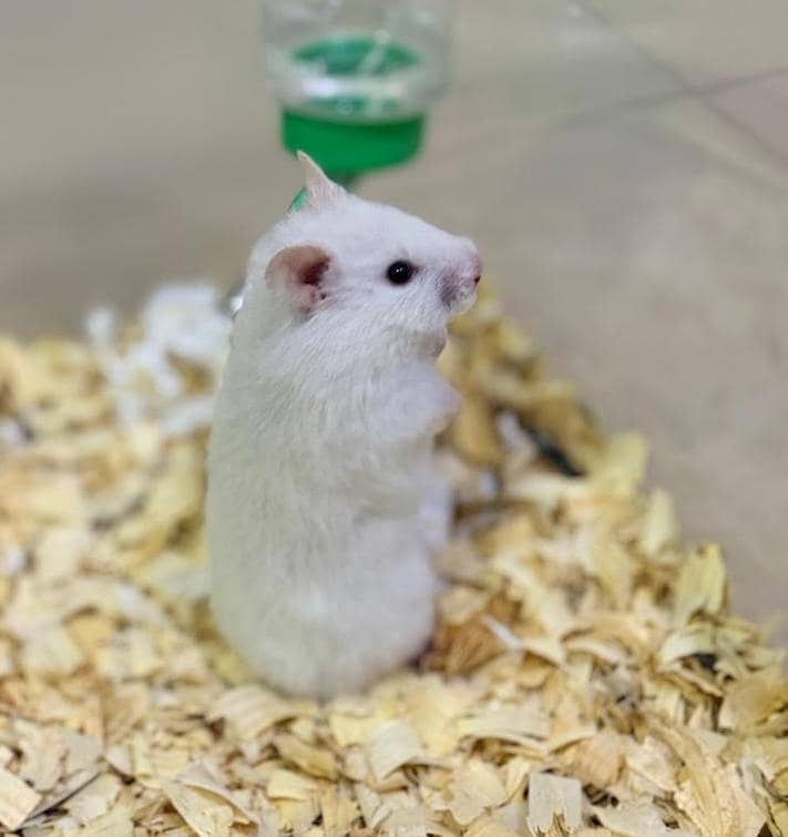 hamster pair 4
