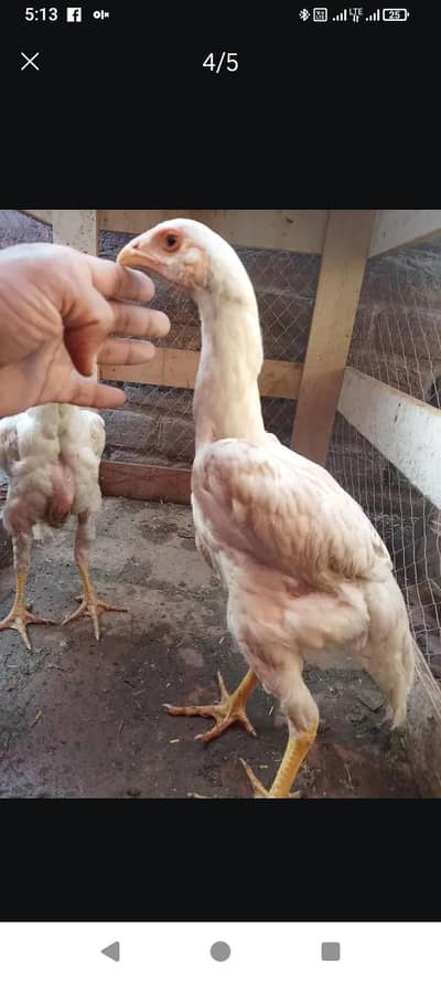 Shamo long height chiks