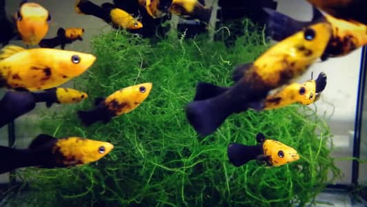 molly fishes black gold