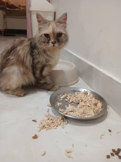 Persian Cat Female