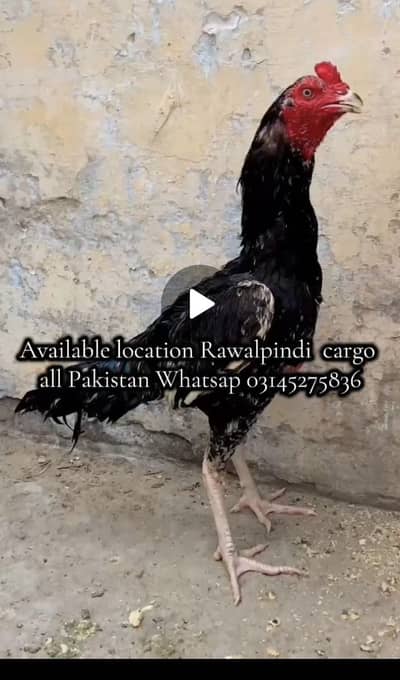 High quality lasani bird available chicks b hai
