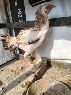 asil female
