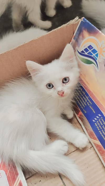 Persian cat| Doll face cat | kitten| Persian kitten |Triple coated
