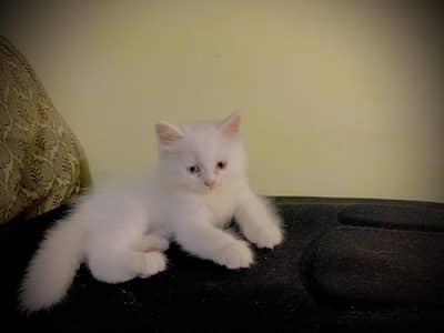 Persian kitten