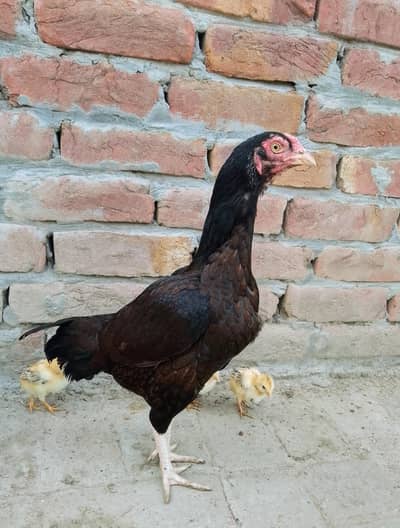 best aseel hen available