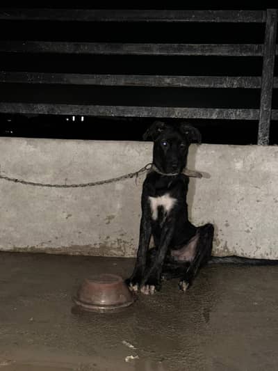 German Shepherd Cross Puppies for Sale