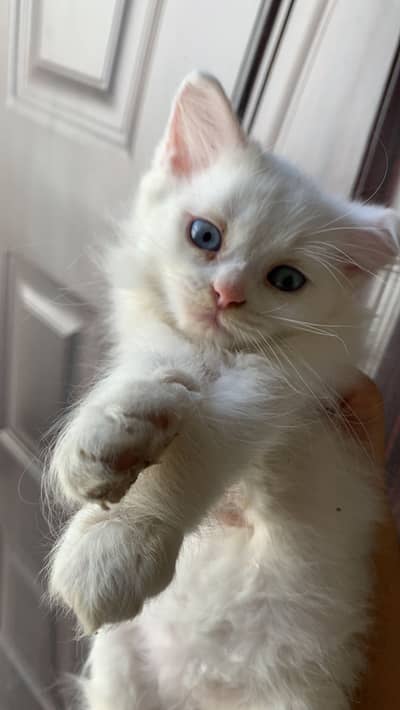 Kitten for sale