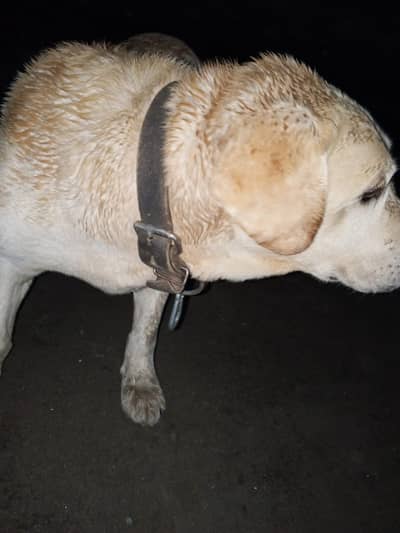 Labrador retriever dog for sale