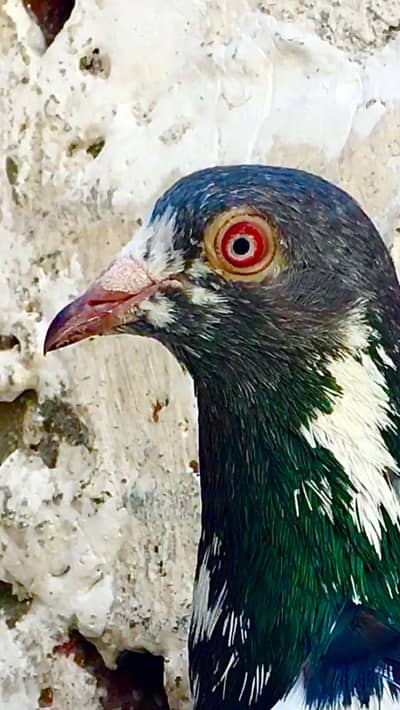 Mia nazeer wala teddy kamagar kabootar piegon