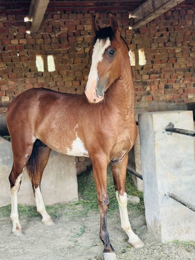17 months /height 60 colt pure desi
