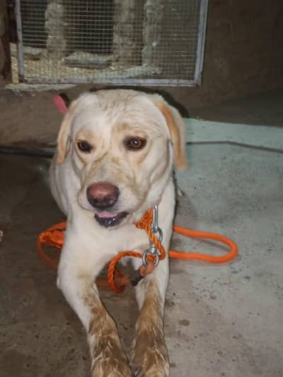 British Labrador Young Male 11 Months Age Fully Trained