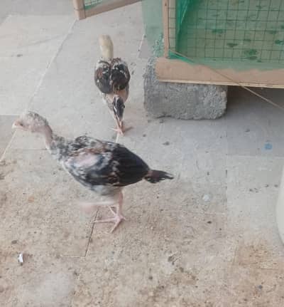 Aseel Chicks