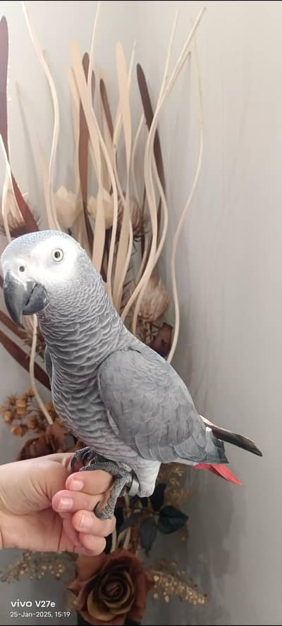 grey African parrot hand tamed