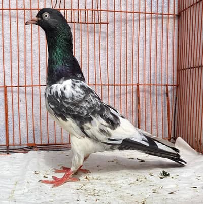 Royal tedy bredr female