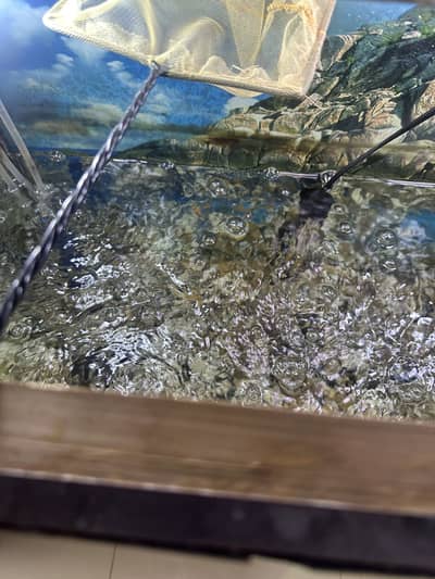 Fish aquarium