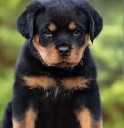 Rottweiler puppies 92@330*540*6115