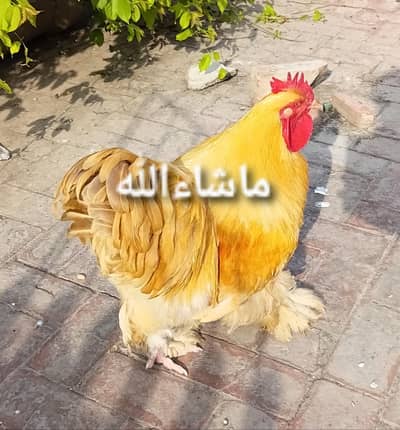 golden buff chiks and eggs Aplus quality