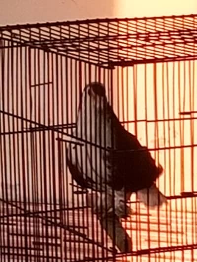 Red sherazin pigeon breeder male big and heavy weight