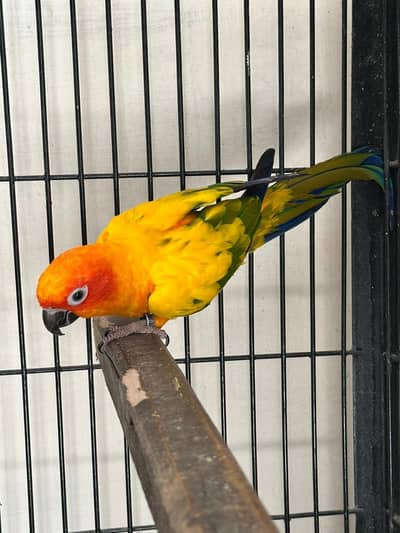 Sun Conure Breeder Pair