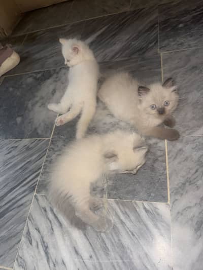 Kittens