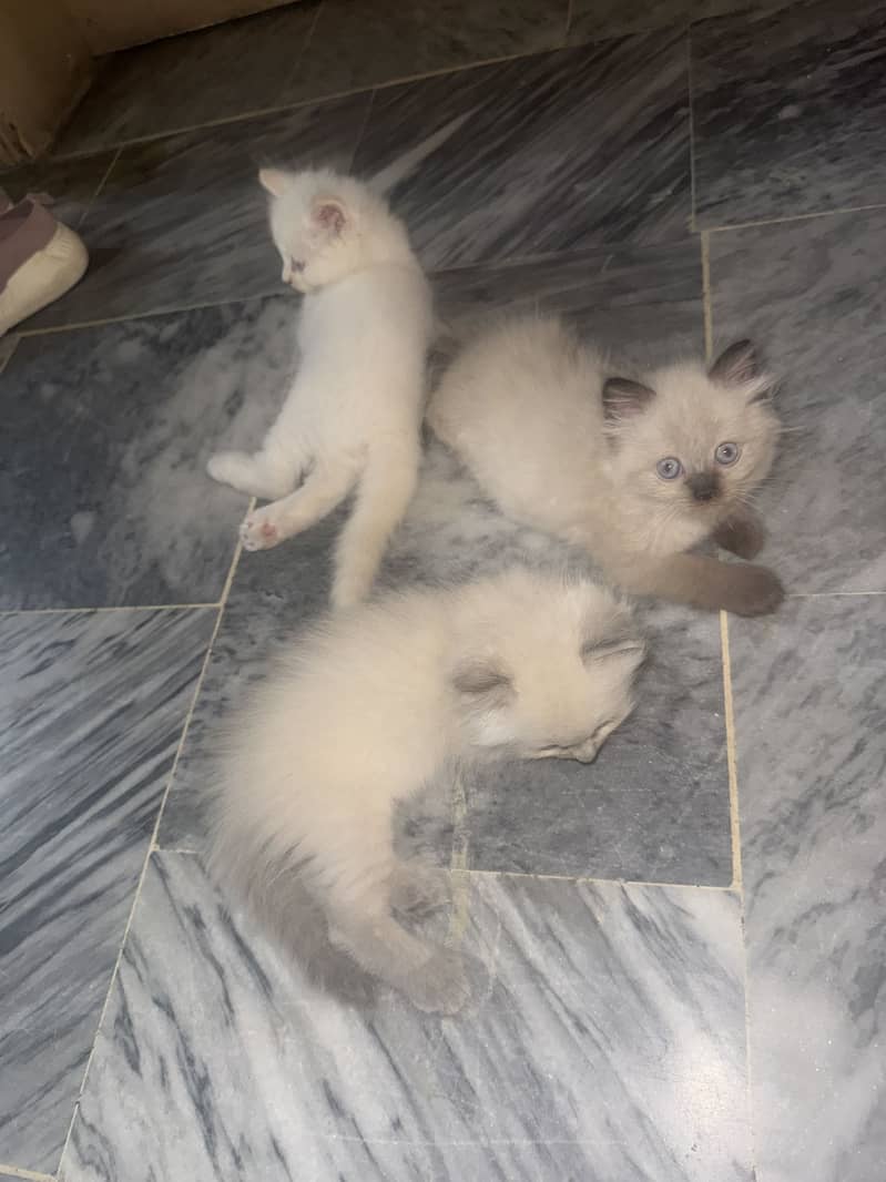 Kittens 0