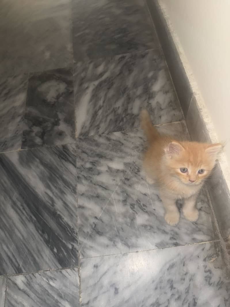 Kittens 1
