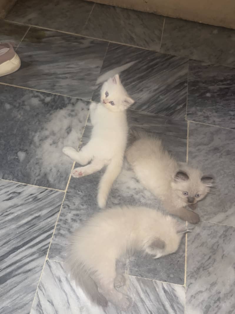 Kittens 2