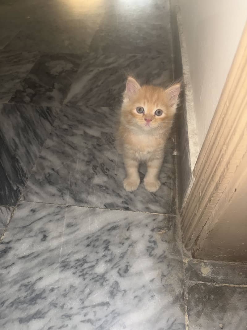 Kittens 3