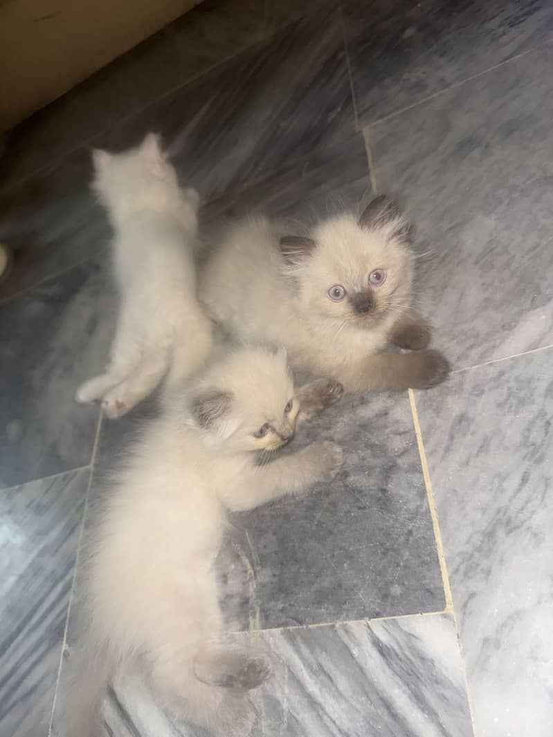 Kittens 4