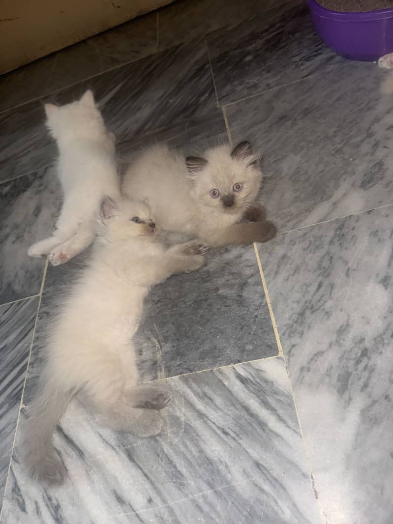 Kittens 5
