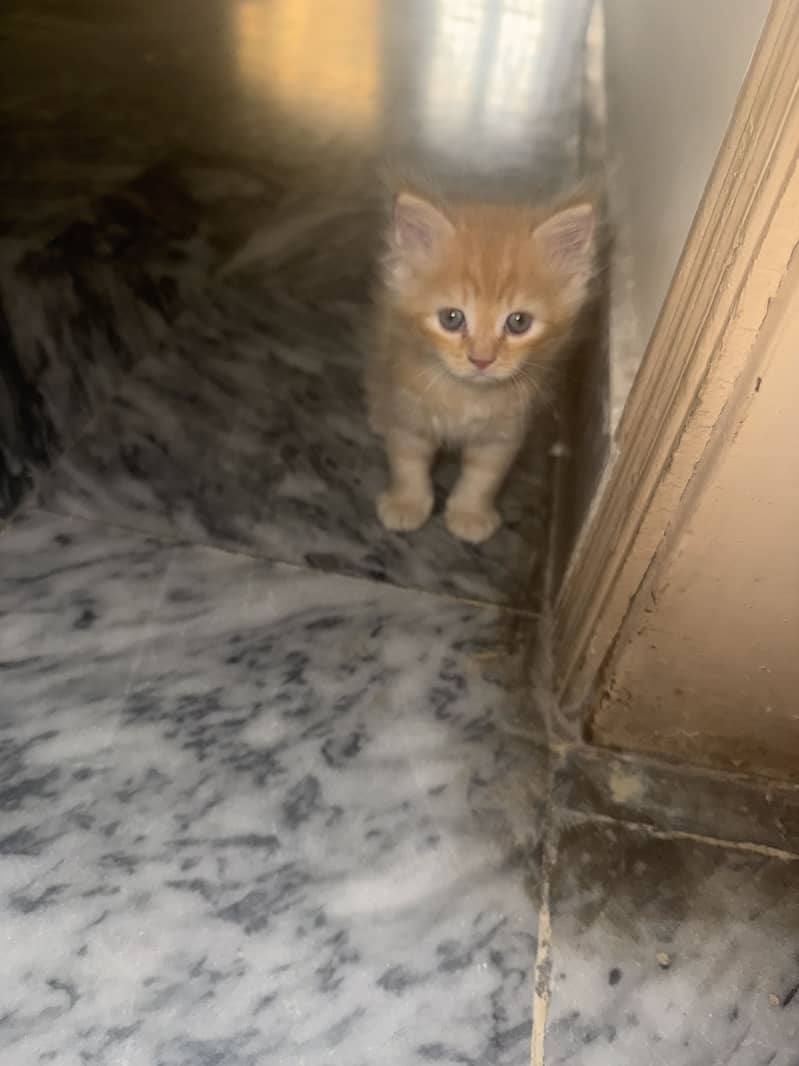 Kittens 6