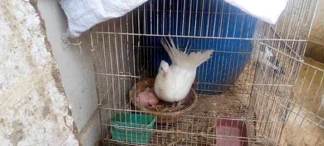 english peigion laka kaboter breader pair buchey k sath