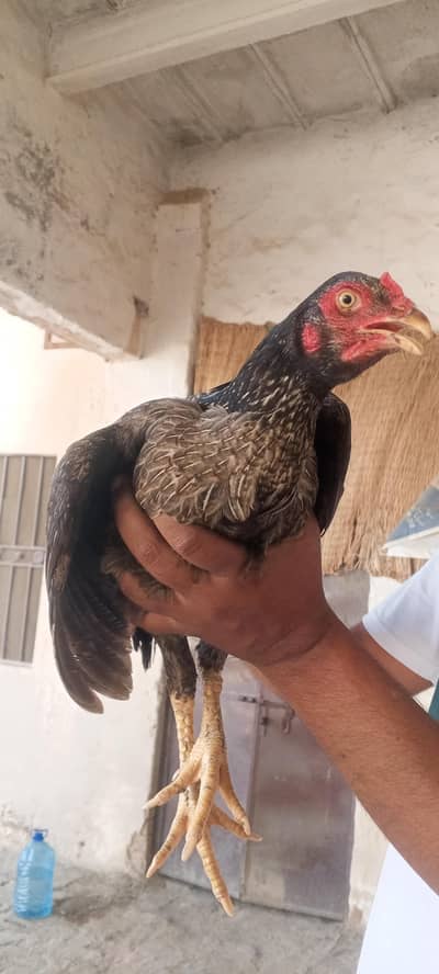 1 female 7 chiks