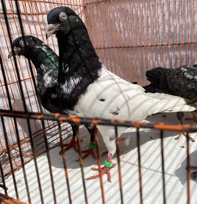 Rampuri bredr pair with tow chiks