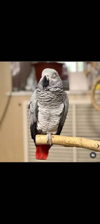 migrated grey African parrot