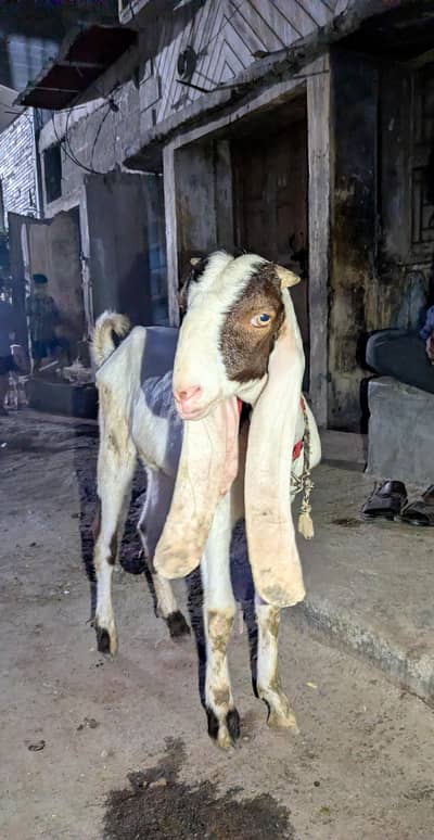 Male Goat Khassi Bakra