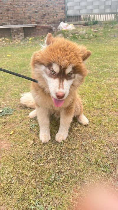 “Pure Husky Puppies 4 Months Vaccinated – Islamabad”