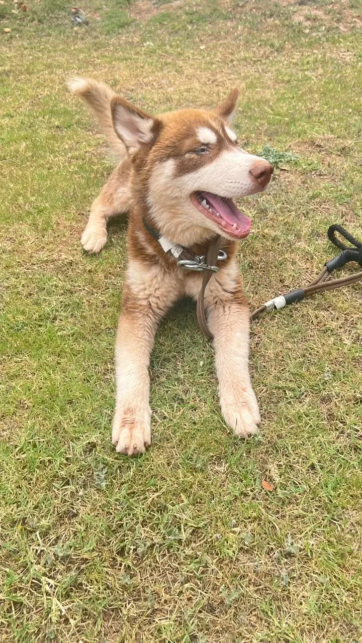 “Pure Husky Puppies 4 Months Vaccinated – Islamabad” — photo 4