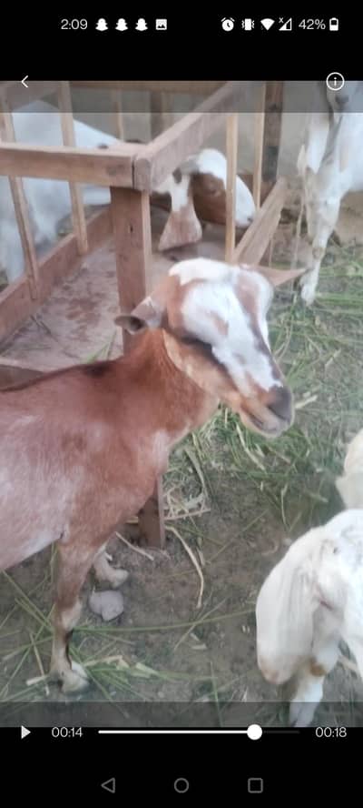 Teddi mundi bakri