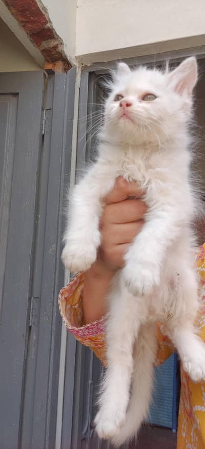 Persian kittens
